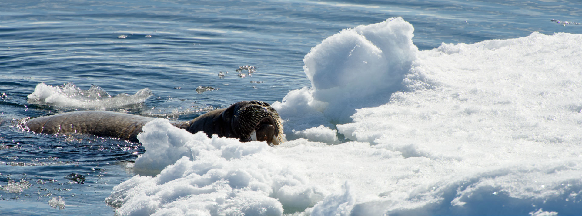 Conservation and management of a massive Arctic polynya