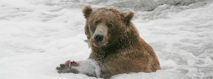 Great Bear Rainforest agreement continues to greatly impact conservation