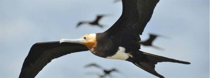 Research shows frigate birds can stay aloft for up to two months 