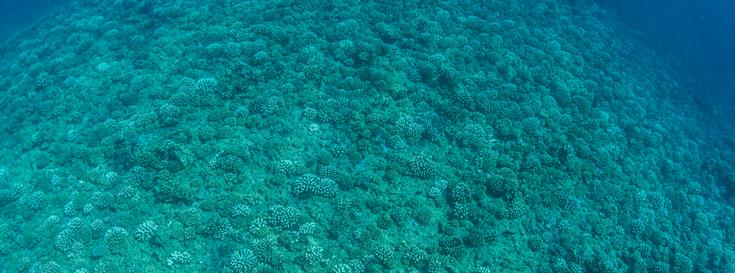 The potential for self-seeding coral in Moorea