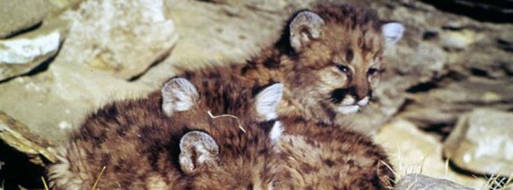 Foundation supports struggling wildlife populations in Sonoma County 