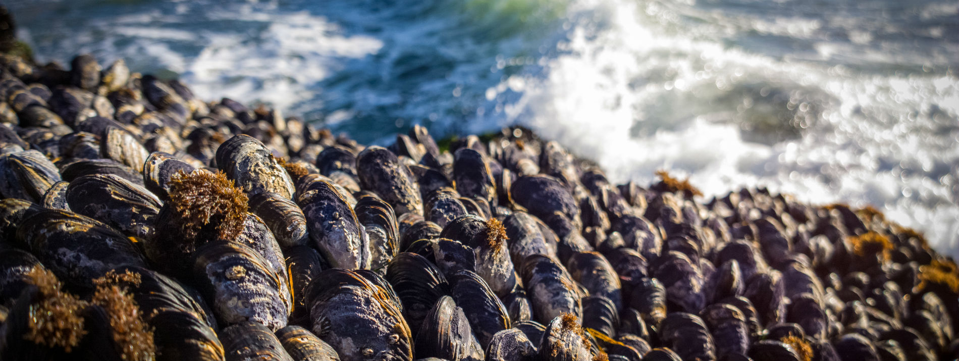 Ocean acidification networks replicated a fourth time