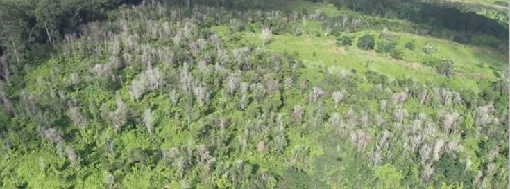 Rapid Ohia Death summit in Honolulu