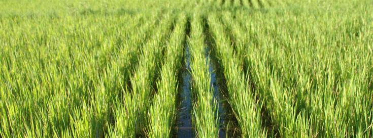 Engineering high-yield, disease-resistant rice