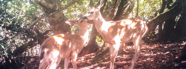 Conserving the Sonoma Wildlife Corridor