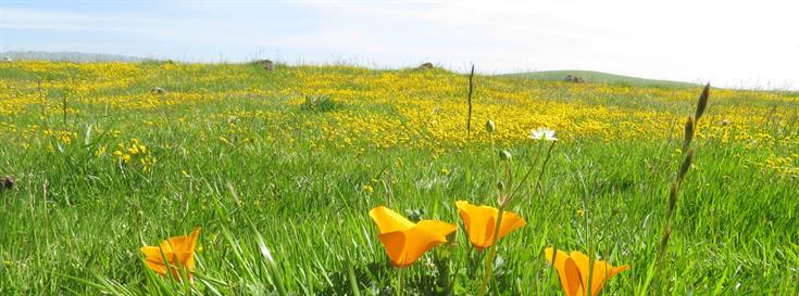 Newly preserved Coyote Ridge space featured on NBC Bay Area 