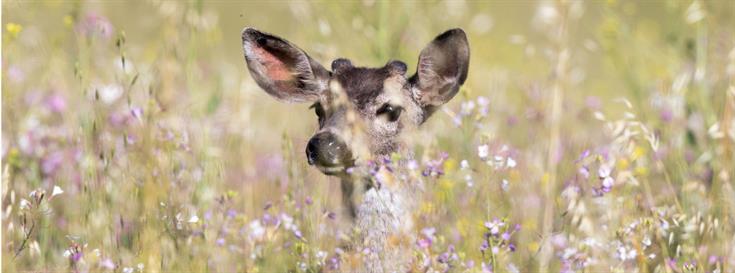 A wildlife corridor in Coyote Valley 