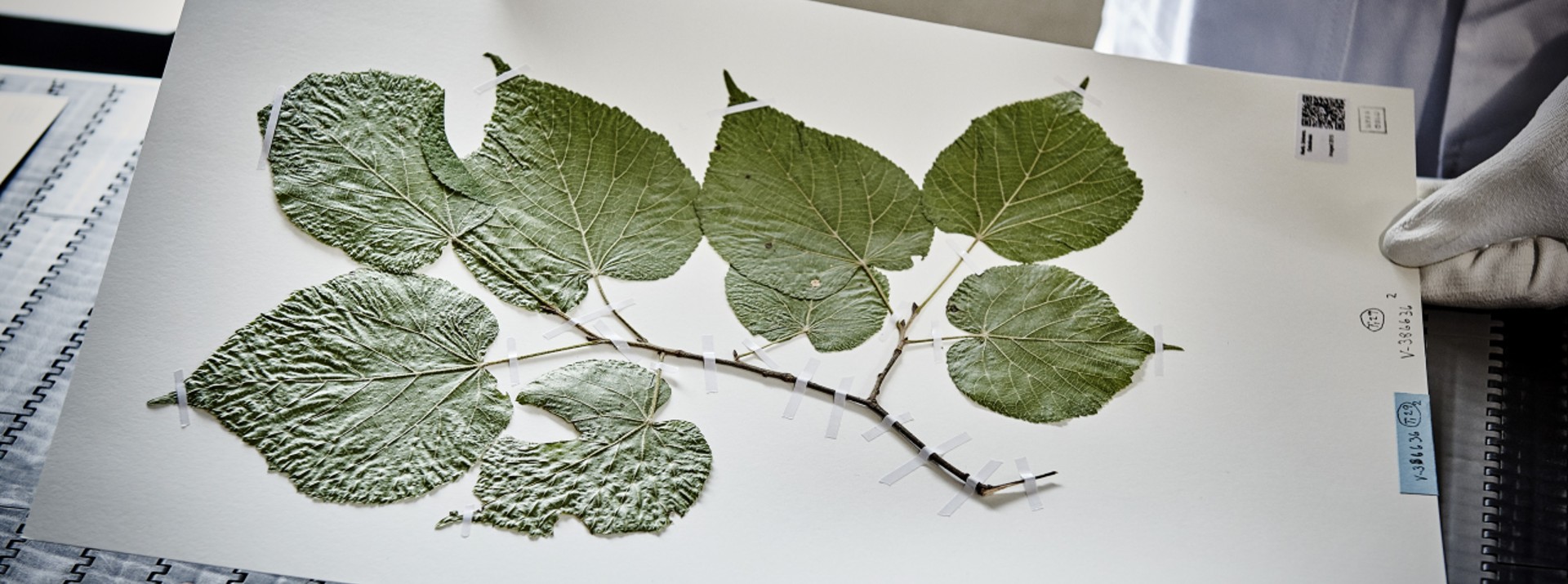 Botany in the Digital Age: California Academy of Sciences helps ...