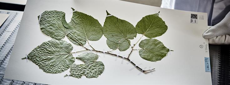 Botany in the Digital Age: California Academy of Sciences helps preserve California’s biodiversity by digitizing botany specimens