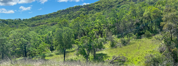 Walt Ranch: A conservation triumph in Napa County