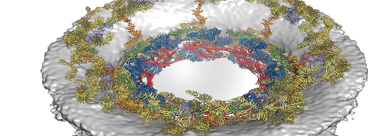 Architecture of DNA gatekeeper solved
