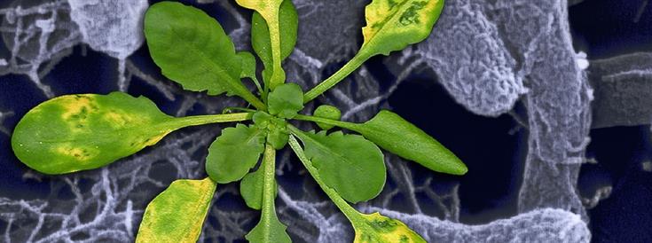 Defenses up: plants are armed and ready to fend off attackers