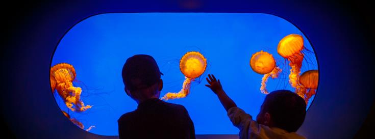 Using curiosity to catalyze scientific inquiry — for everyone