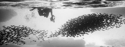 Advancing the frontier of aquatic symbiosis research