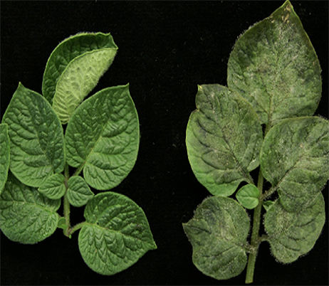 Gordon and Betty Moore Foundation awards $2.3M for plant disease resistance 