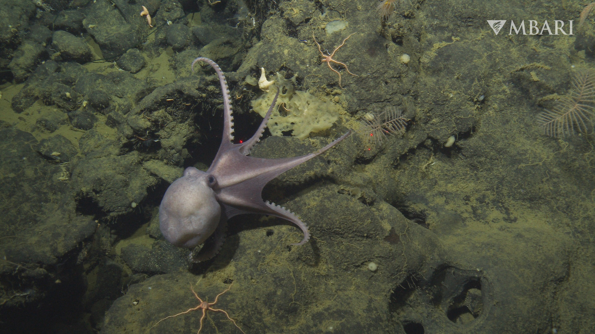 MBARI EyeRIS Pearl Octopus Pearl octopus (Muusoctopus robustus) occur in large numbers at the Octopus Garden and exhibit a diverse range of behaviors, including brooding, crawling, and swimming, for researchers to study. Credit: © 2022 MBARI