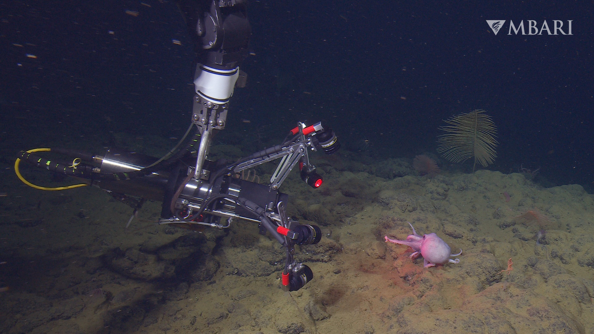 MBARI EyeRIS scanning octopus MBARI’s innovative EyeRIS camera system collects near real-time three-dimensional visual data about the structure and biomechanics of marine life. Pictured here filming deep-sea pearl octopus (Muusoctopus robustus). Credit: © 2022 MBARI