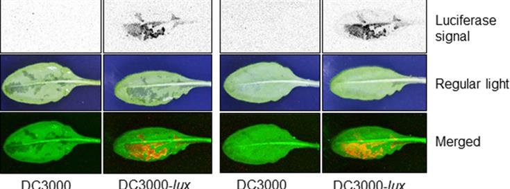 Plant disease triggered by too much water