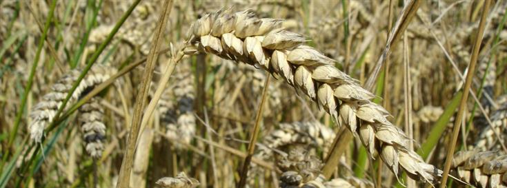 New tools drive greater understanding of wheat genes