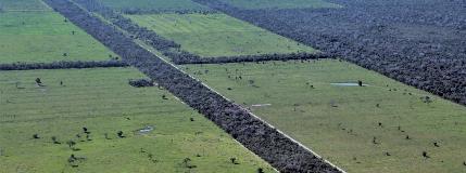 New guidance for investors on addressing climate risks resulting from deforestation